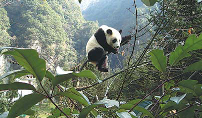 Sichuan's environmental treasure go up on the big screen worldwide