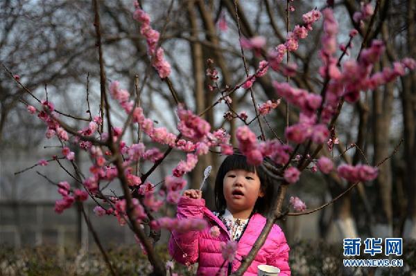 Plum blossom varieties on show at Xi'an Botanical Garden