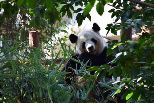 Chengdu is Happiness