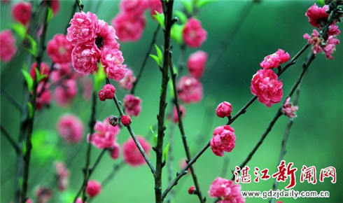 In pictures: Visitors enjoy peach blossoms in Zhanjiang