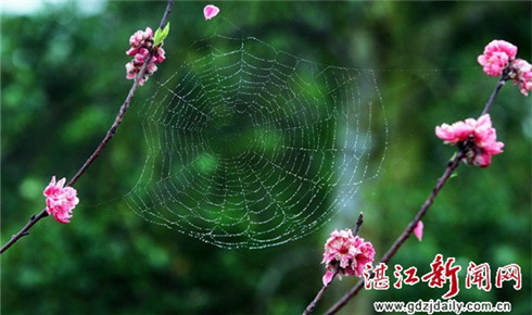 In pictures: Visitors enjoy peach blossoms in Zhanjiang