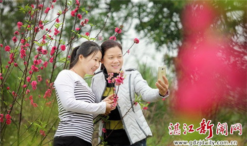 In pictures: Visitors enjoy peach blossoms in Zhanjiang