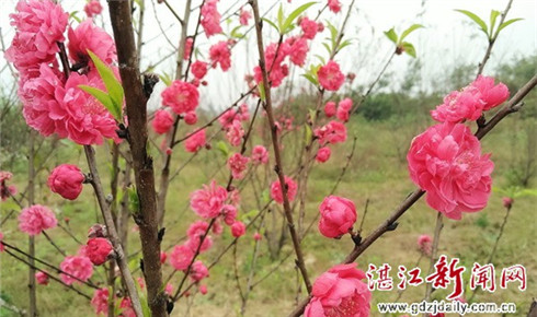 In pictures: Visitors enjoy peach blossoms in Zhanjiang