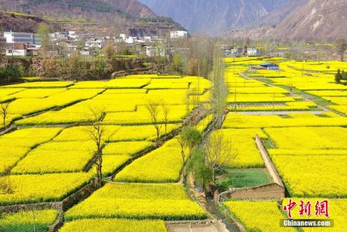 Gansu's springtime yellow sea