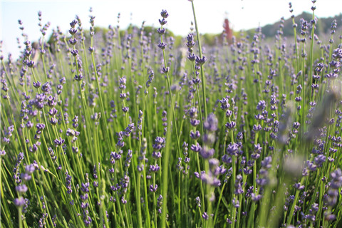 Xuelang Mountain covered in a purple haze of lavender