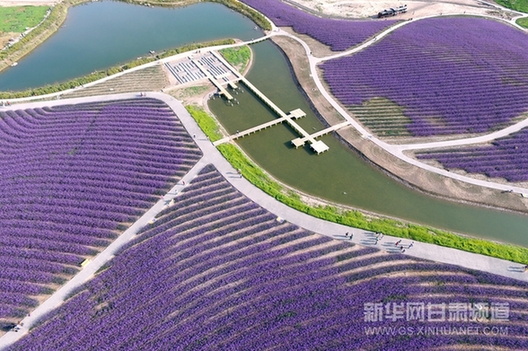 Jinchang: industrial city to lavender kingdom