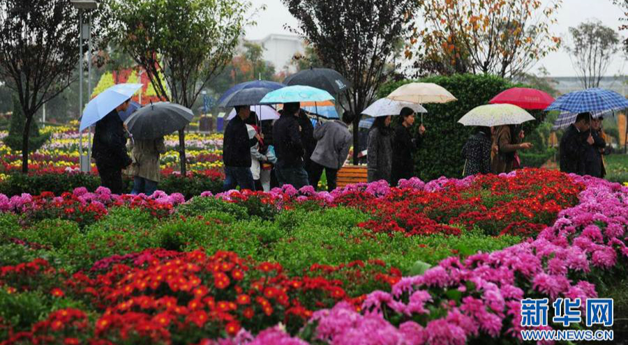 Chrysanthemum exhibition adds dash of color to autumn
