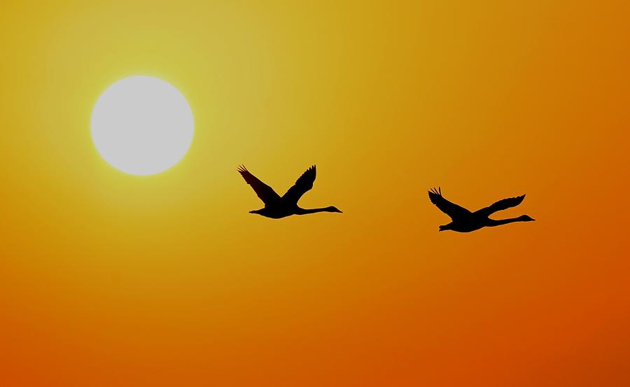 Swans fly over wetland in C China