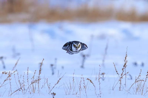 The 3rd City of Swan - Sanmenxia China International Photography Exhibition of Natural Ecology calls for photos