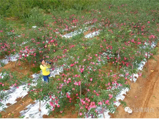 Apple season arrives in Yantai