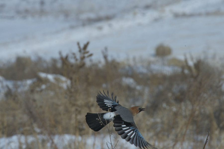 Inner Mongolia becomes a paradise for migratory birds