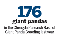 City's fortunes inextricably linked to those of giant pandas