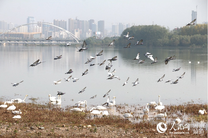 First batch of white swans arrive in Sanmenxia