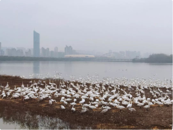 Wetland park releases new policies on visiting