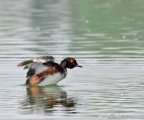 Grebe takes a perch at BDA