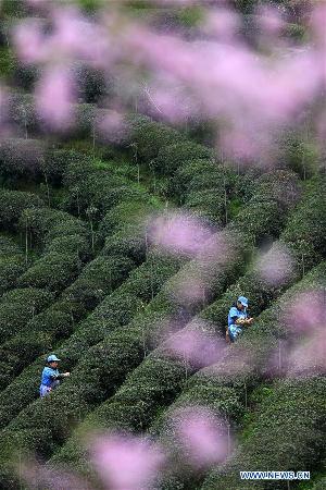 Female farmers pick up fresh tea leaves at Zhenzhulan Tea Base
