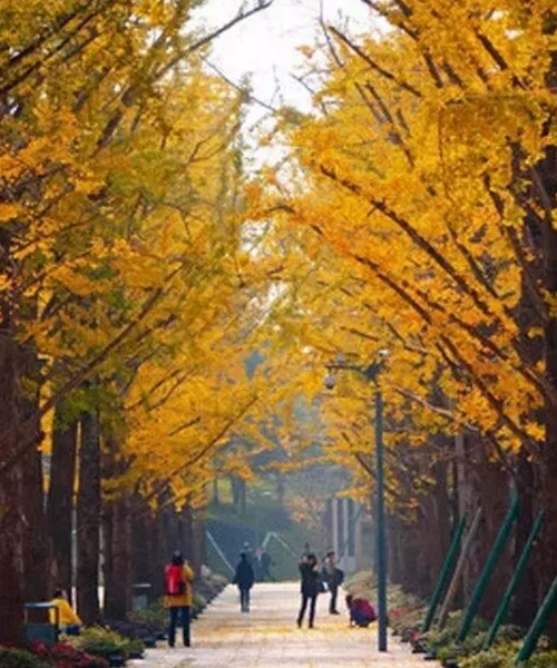 Autumn leaves linger in Chongqing