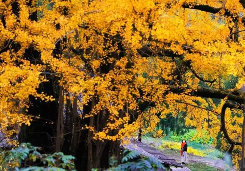 Autumn leaves linger in Chongqing