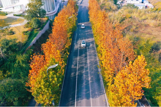 Chongqing's romantic winter with dawn redwoods