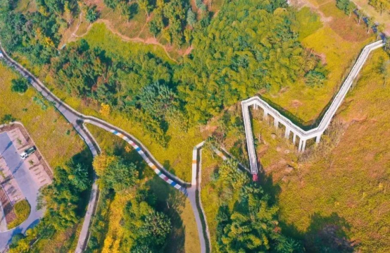 Chongqing's romantic winter with dawn redwoods