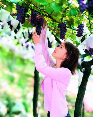 Going to Beijing's suburb to pluck fresh fruits