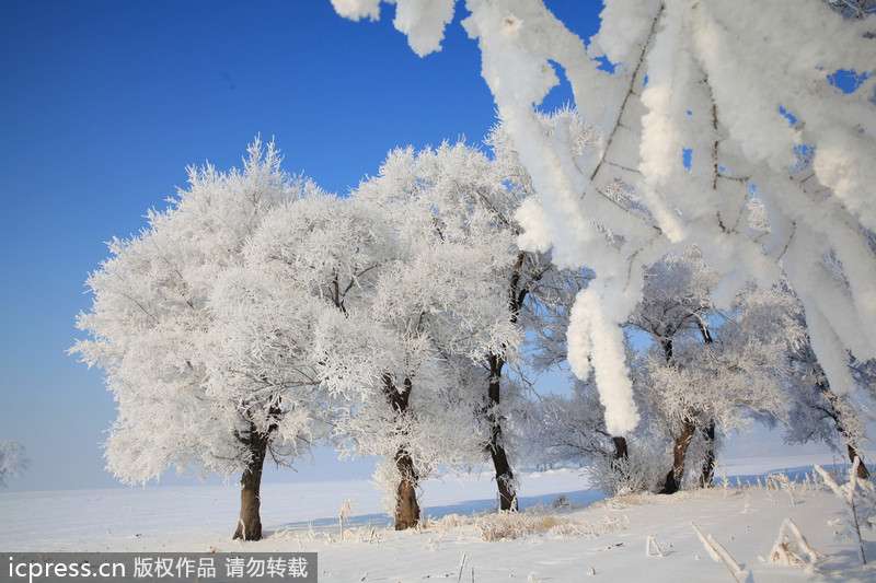 Scenery of rime in NE China