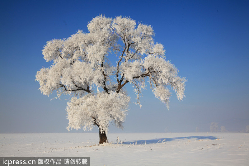 Scenery of rime in NE China