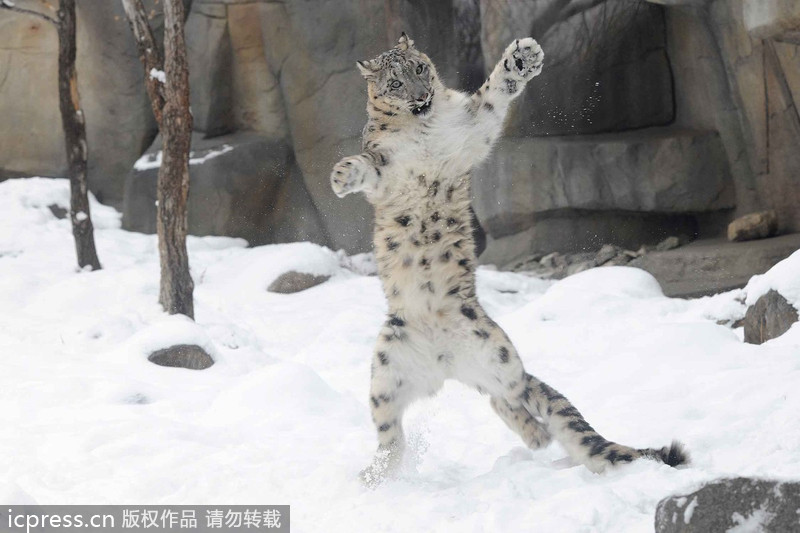 Snow leopard cubs show their muscle