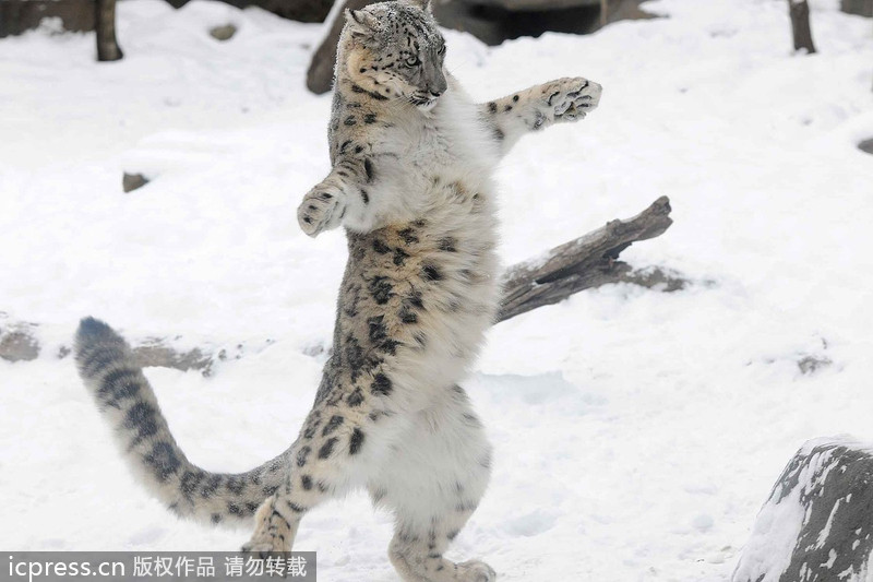 Snow leopard cubs show their muscle