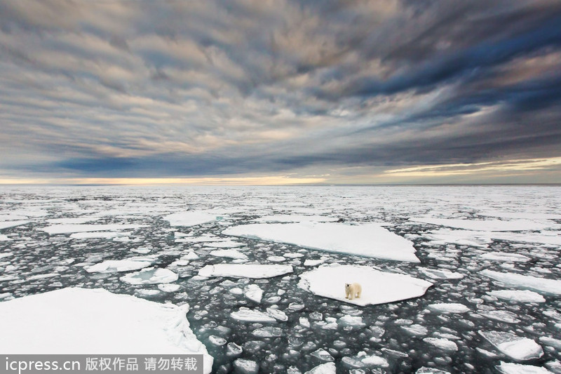 Lonely polar bear in the Arctic Ocean