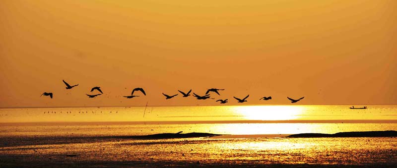 Migratory birds enjoy winter in E China wetland