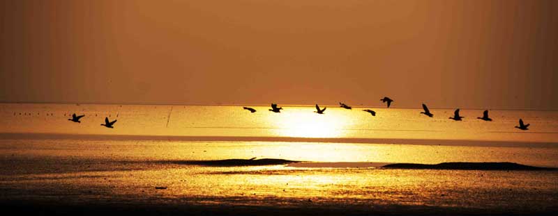 Migratory birds enjoy winter in E China wetland