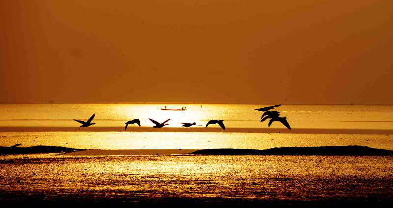 Migratory birds enjoy winter in E China wetland