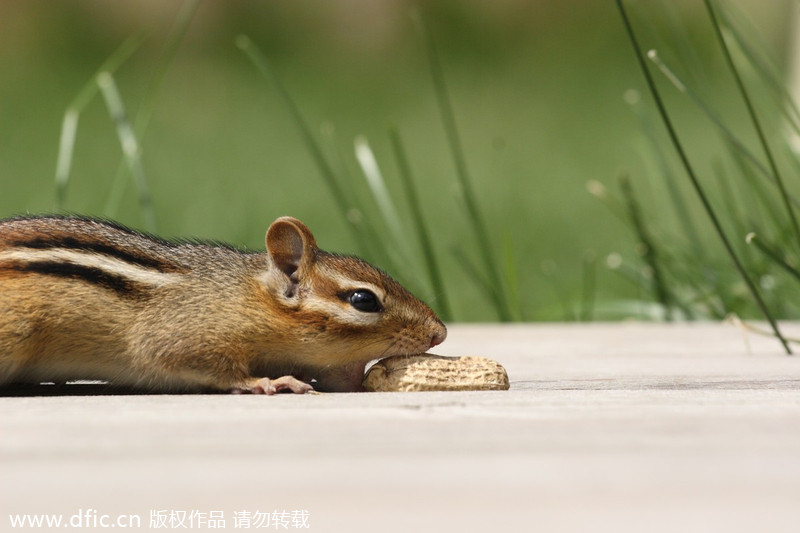 Chipmunk fit to burst as it stuffs peanuts into mouth