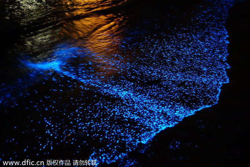 Beach glows like millions of stars at night