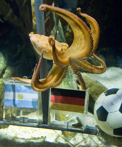 'Octopus oracle' predicts Germany's victory over Argentina