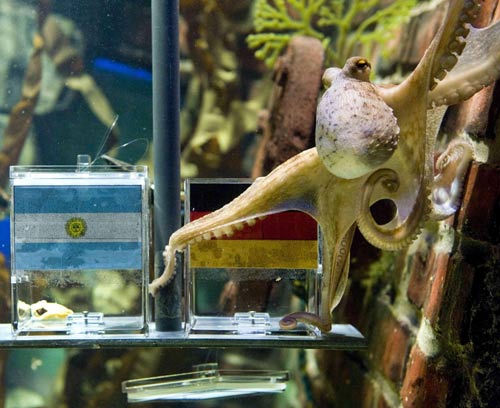 'Octopus oracle' predicts Germany's victory over Argentina