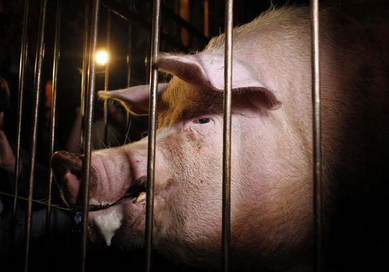 'Psychic' pig to predict Euro 2012 results