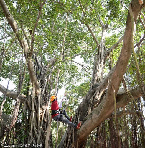 Tree climbing as PE fashion in campus