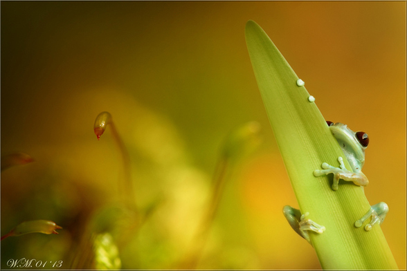 摄影师拍雨林树蛙卖萌：眼睛通红色彩斑斓