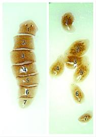 学学它们如何再生：涡虫可全身再生(图)