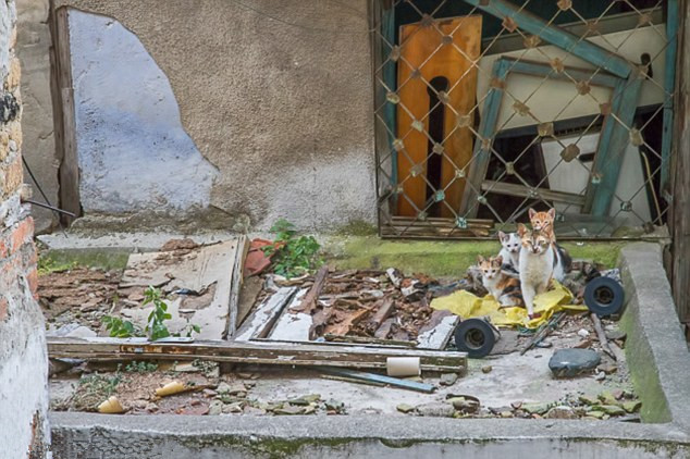 旅行者抓拍土耳其街头幸福流浪猫(组图)