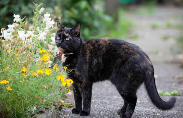 英聪明小猫无师自通学会用马桶(组图)