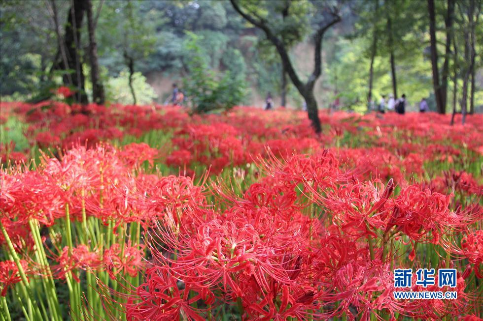 日本最大的曼珠沙华簇生地迎来花开时节(组图)