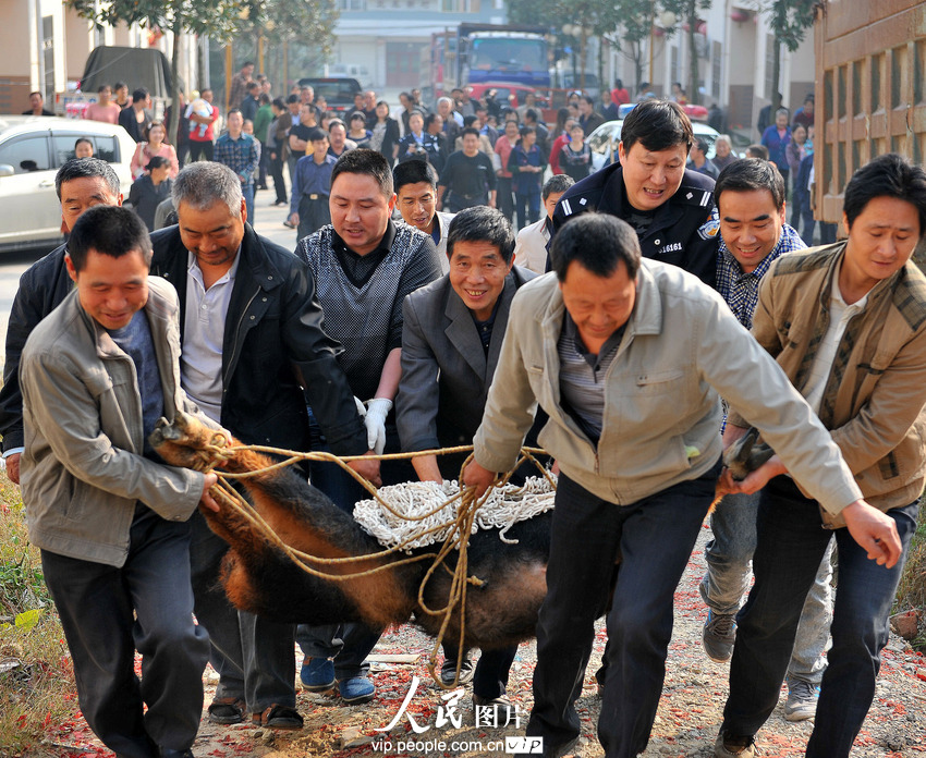 鬣羚夜闯民宅 警民联手护送回家(组图)