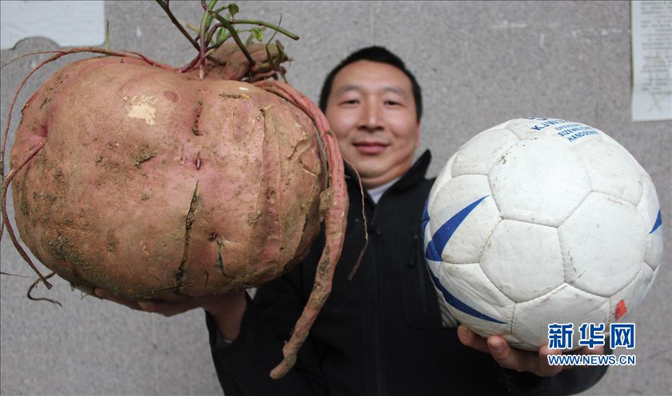 湖北十堰现巨型红薯：重达15公斤(高清)