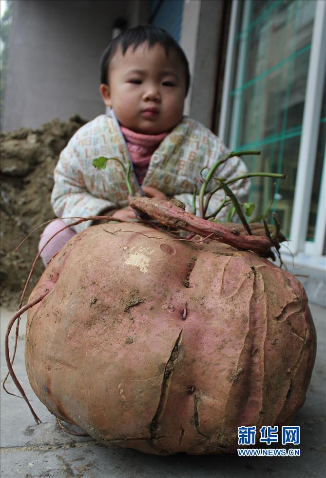 湖北十堰现巨型红薯：重达15公斤(高清)