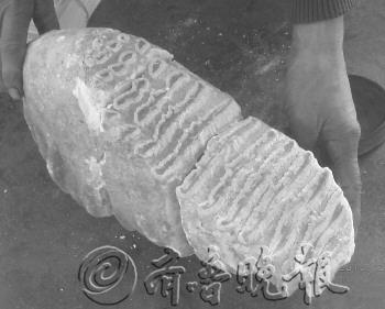 山东临沂疑现5万年前象牙化石 已经初步确认(图)