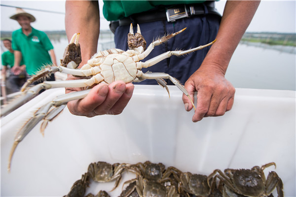 Feasting season kicks off for delicious hairy crabs