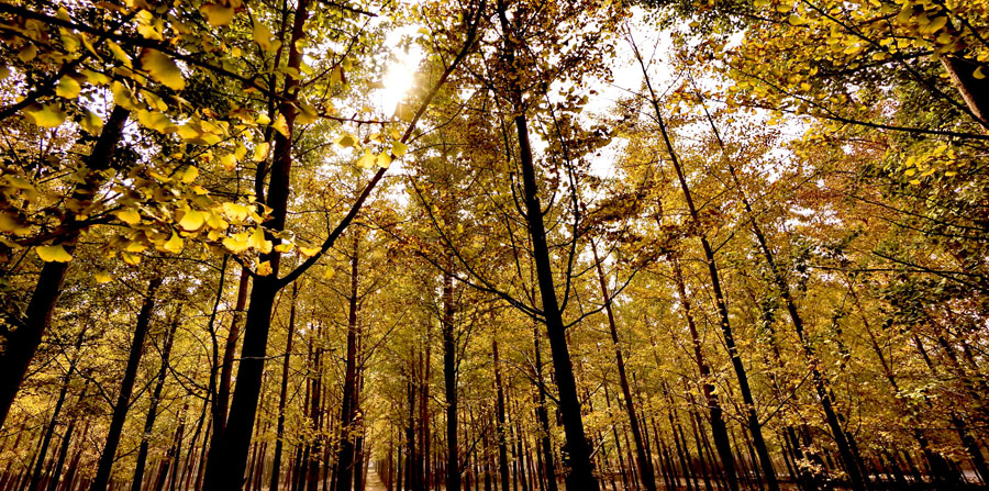 Picturesque golden foliage in Beijing suburb